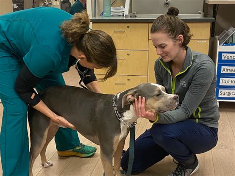Animal er care - 1. Veterinary Emergency Group. 4.2 (137 reviews) Emergency Pet Hospital. 24/7 Availability. Walk-ins welcome. Open: Thu 24 hours. “I googled emergency vet hospitals and found VEG.